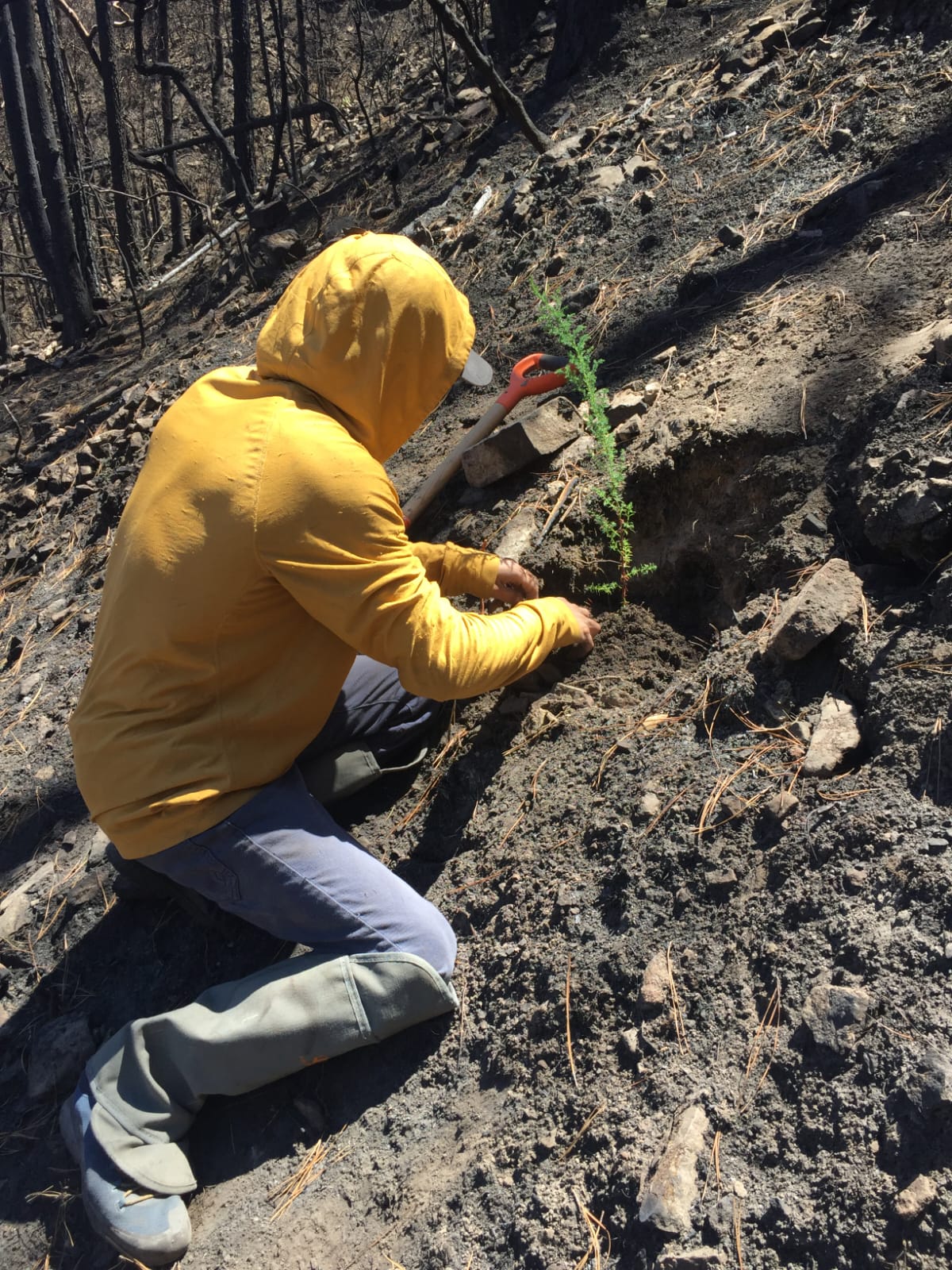 Actividades de reforestación post incendio